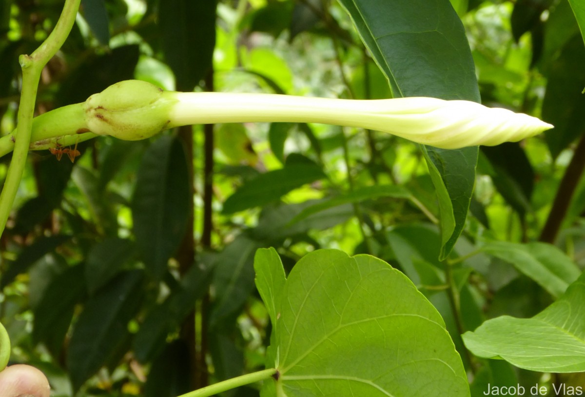 Ipomoea violacea L.